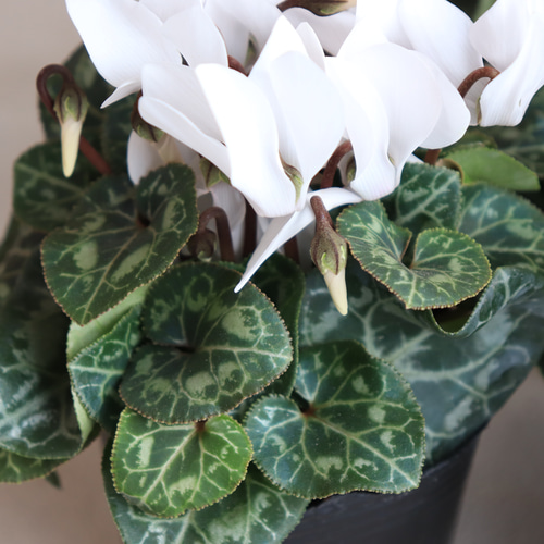 ガーデンシクラメン｜花苗｜ガーデニング｜寄せ植え｜苗｜植物｜草花の