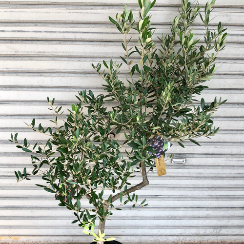 オリーブの木 Oli-me（オリーミー） ネバディロブランコ