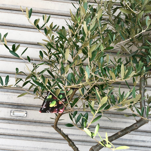 オリーブの木 Oli-me（オリーミー） ネバディロブランコ