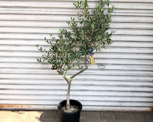 cb0f729b4971634b0eff31a01744fe