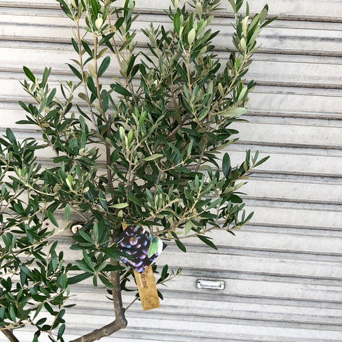 オリーブの木 Oli-me（オリーミー） ネバディロブランコ