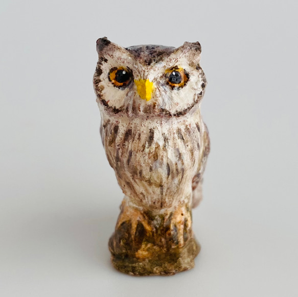 アフリカオオコノハズク（White-faced Scops Owl） 1枚目の画像
