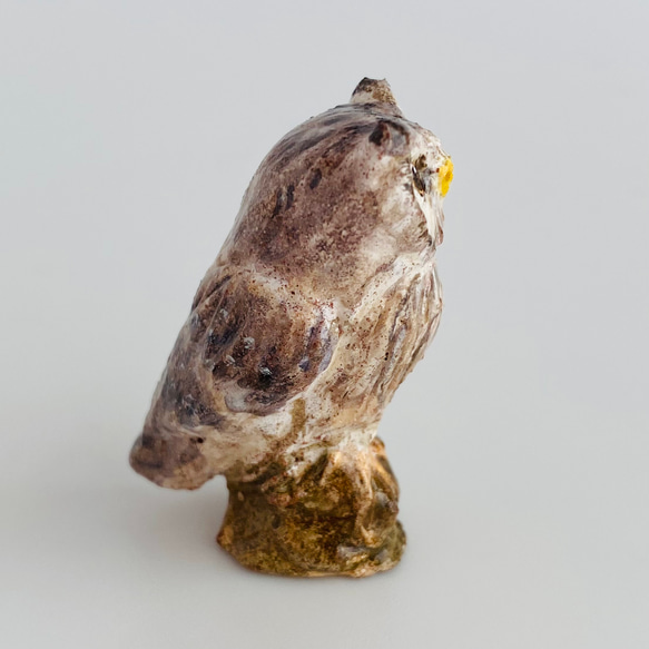 アフリカオオコノハズク（White-faced Scops Owl） 7枚目の画像