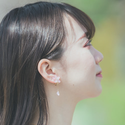 本物の桜　花びらゆらり　ピアス ソメイヨシノ 3枚目の画像