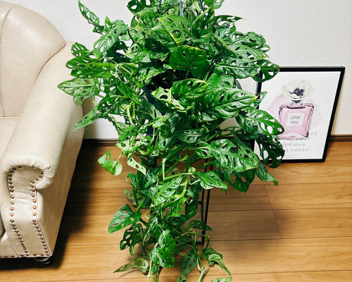 4267dc31adf9ff5a76e154aca34922