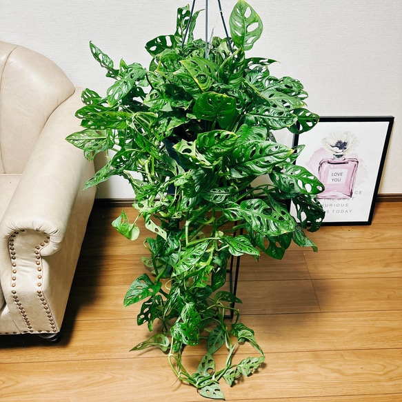 希少レア　モンステラ スケルトン　観葉植物 モンステラ デリシオーサ スケルトン スペシャルオリジナルクローン