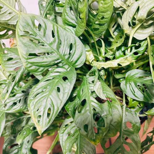 現品］【希少】モンステラオブリクアエクスピラータ 8号 観葉植物 レア