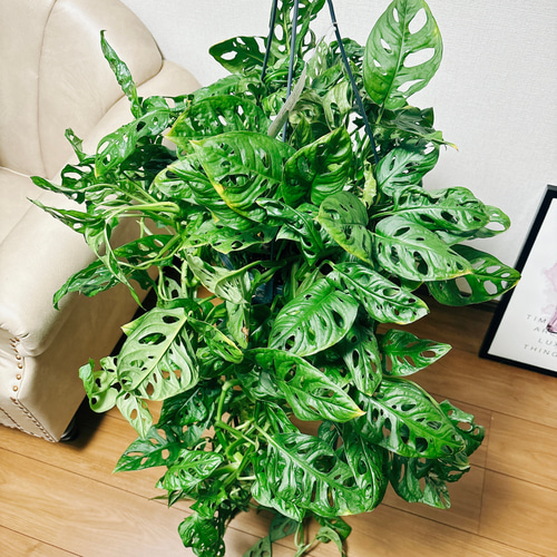 現品］【希少】モンステラオブリクアエクスピラータ 8号 観葉植物 レア