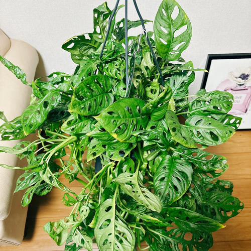 現品］【希少】モンステラオブリクアエクスピラータ 8号 観葉植物 レア