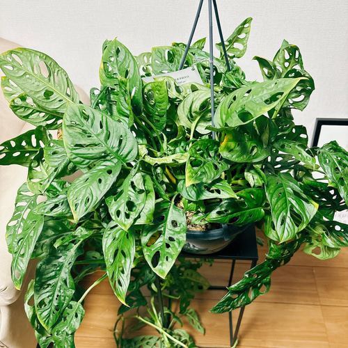 現品］【希少】モンステラオブリクアエクスピラータ 8号 観葉植物 レア