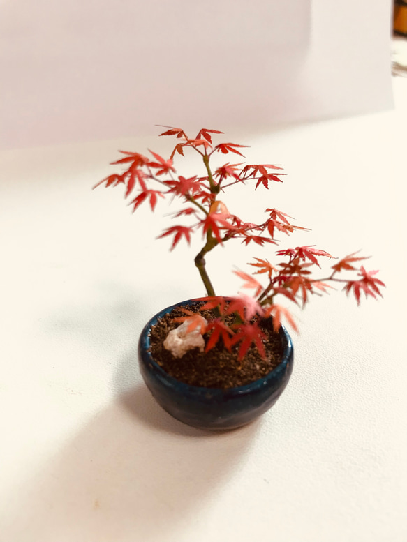 もみじの盆栽フィギュア　植木屋監修 1枚目の画像