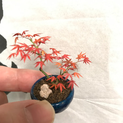 もみじの盆栽フィギュア　植木屋監修 2枚目の画像