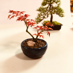 もみじの盆栽フィギュア　植木屋監修 3枚目の画像