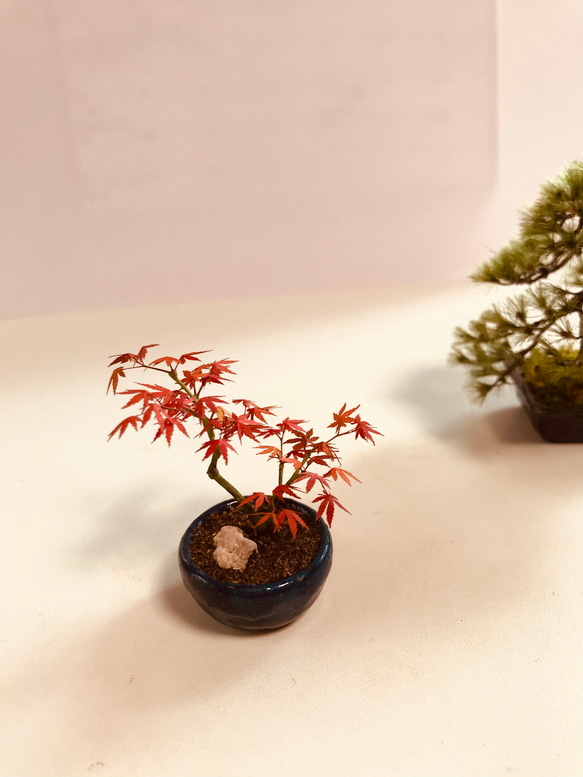 もみじの盆栽フィギュア　植木屋監修 4枚目の画像