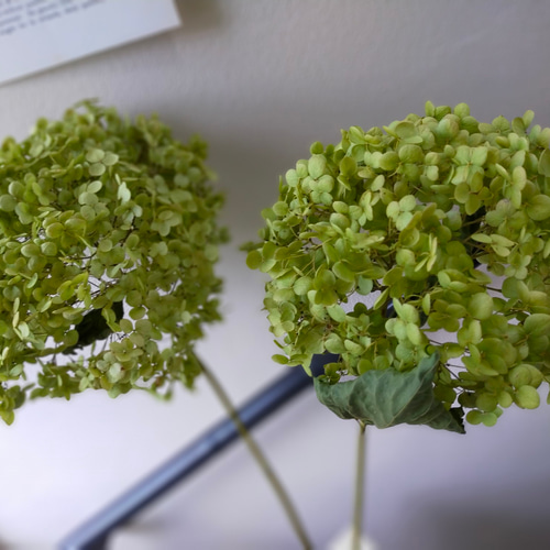紫陽花アナベルドライフラワー茎付き2本セット ドライフラワー