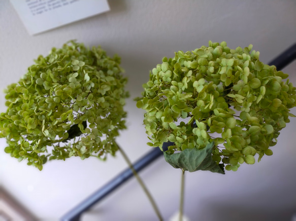 紫陽花アナベルドライフラワー茎付き２本セット 5枚目の画像