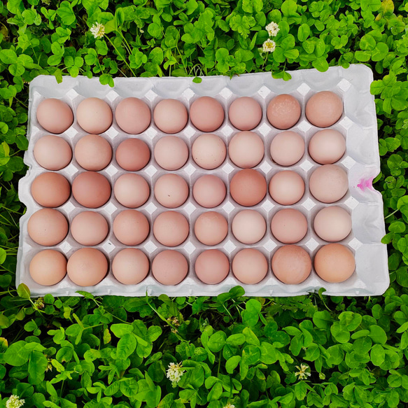 平飼い有精卵を使用 優しい味わい 『たまごプリン9個セット』 ギフトにもおすすめ♪ 農園直送 4枚目の画像