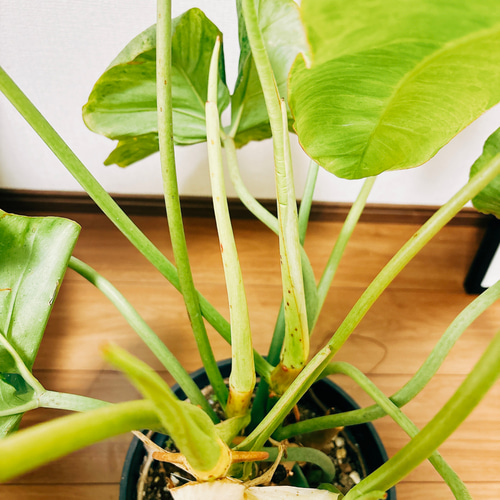 フィロデンドロン　パライソベルデ　斑入り【現品】☆希少☆ 観葉植物 現品］【希少】特大！ フィロデンドロンパライソベルデ 10号