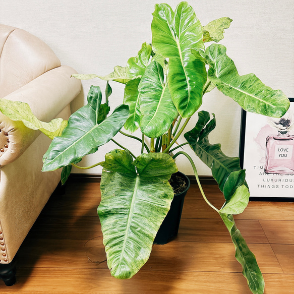 現品］【希少】※一点限り※ フィロデンドロンパライソベルデ 8号 観葉  