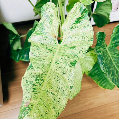 18 フィロデンドロン パライソベルデ 白斑入り アルボ 激レア 18