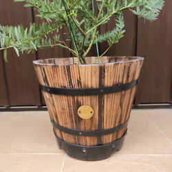 大型鉢植え　アカシアブルーブッシュ　樽型鉢植え　苗　オージープランツ 5枚目の画像