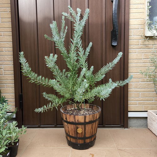 大型鉢植え アカシアブルーブッシュ 樽型鉢植え 苗 オージープランツ
