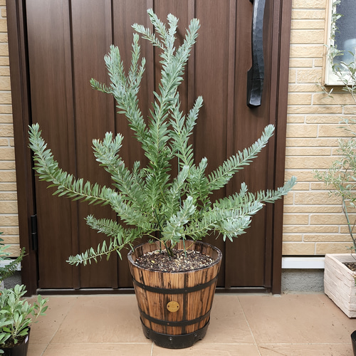 大型鉢植え アカシアブルーブッシュ 樽型鉢植え 苗 オージープランツ