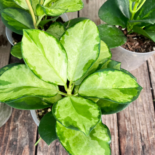 ホヤ＊オーストラリス リサ＊つる性＊観葉植物＊人気＊斑入り