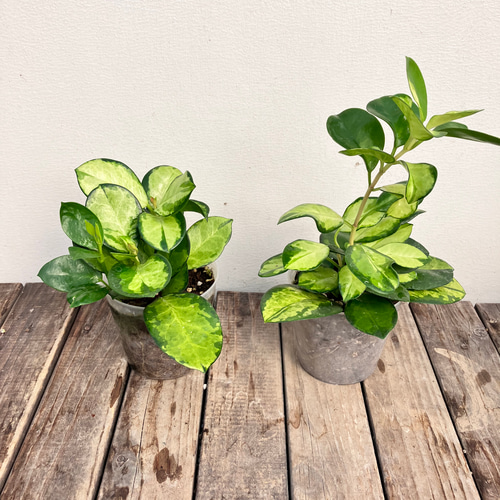 ホヤ＊オーストラリス リサ＊つる性＊観葉植物＊人気＊斑入り