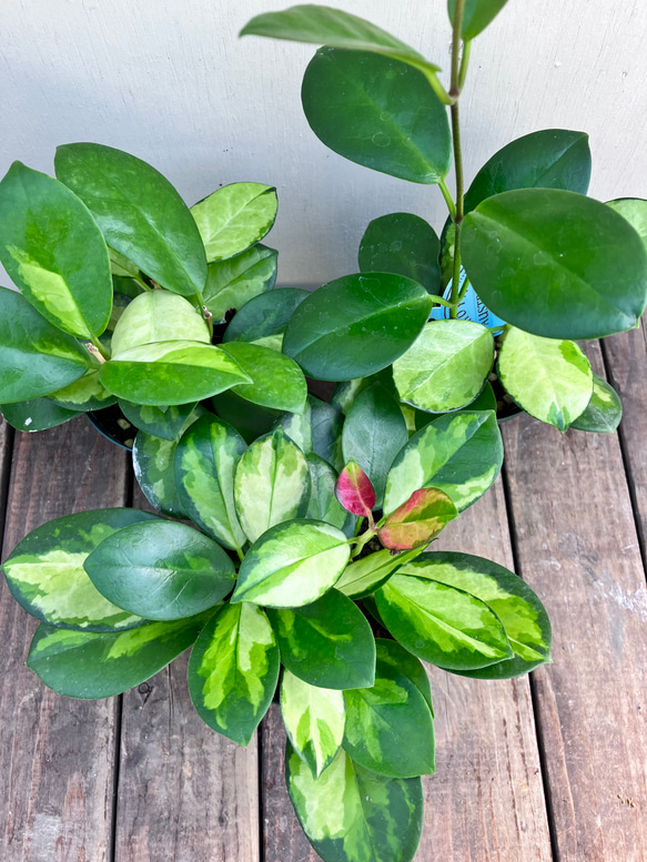 ホヤ＊オーストラリス リサ＊つる性＊観葉植物＊人気＊斑入り