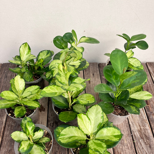 ホヤ＊オーストラリス リサ＊つる性＊観葉植物＊人気＊斑入り