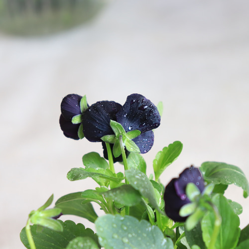 35#植物アエオニウム❤️ハロウィンブラック糸引き锦❤️1大頭1小頭17cm拨き苗 35#植物アエオニウム❤️ハロウィンブラック糸引き锦❤️1大頭1小頭17cm