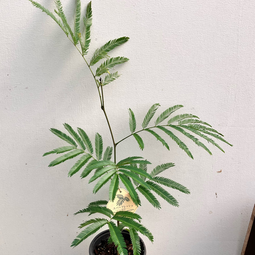 エバーフレッシュ＊オシャレな陶器鉢＊ネムの木＊観葉植物＊ナチュラル