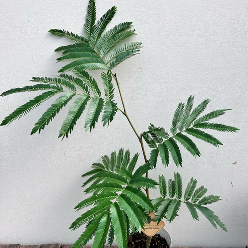エバーフレッシュ＊オシャレな陶器鉢＊ネムの木＊観葉植物＊ナチュラル