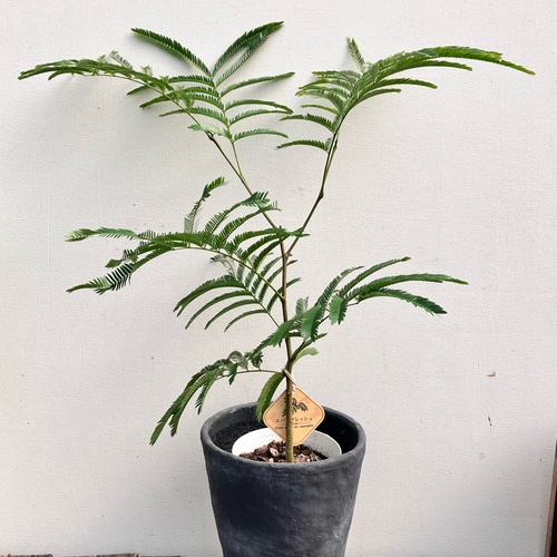 エバーフレッシュ＊オシャレな陶器鉢＊ネムの木＊観葉植物＊ナチュラル