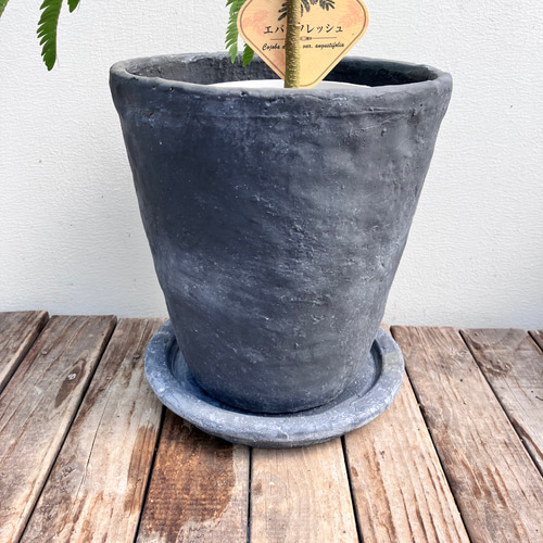 エバーフレッシュ＊オシャレな陶器鉢＊ネムの木＊観葉植物＊ナチュラル