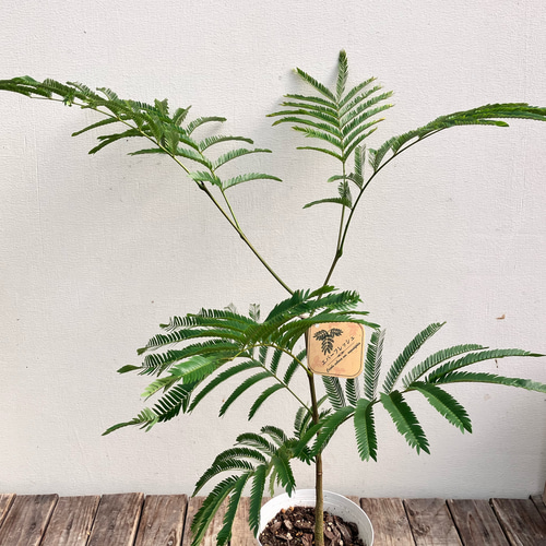 エバーフレッシュ＊オシャレな陶器鉢＊ネムの木＊観葉植物＊ナチュラル