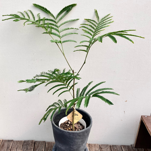 エバーフレッシュ＊オシャレな陶器鉢＊ネムの木＊観葉植物＊ナチュラル