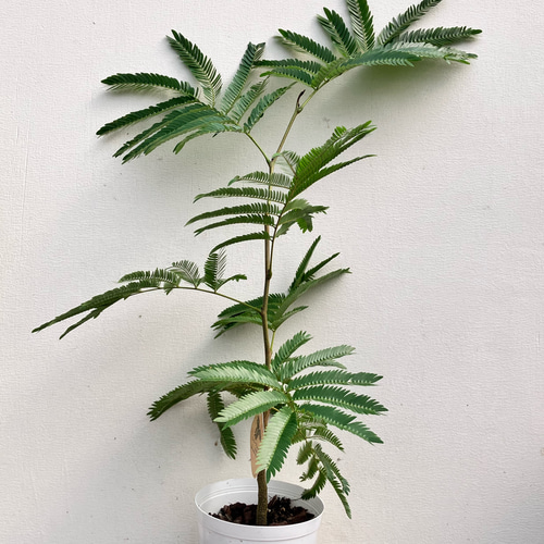 エバーフレッシュ＊オシャレな陶器鉢＊ネムの木＊観葉植物＊ナチュラル