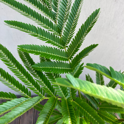 エバーフレッシュ＊オシャレな陶器鉢＊ネムの木＊観葉植物＊ナチュラル