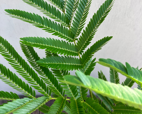 ネムの木　エバーフレッシュ　鉢皿付き　種付き ネムの木 エバーフレッシュ 曲がり 鉢皿付き - メルカリ