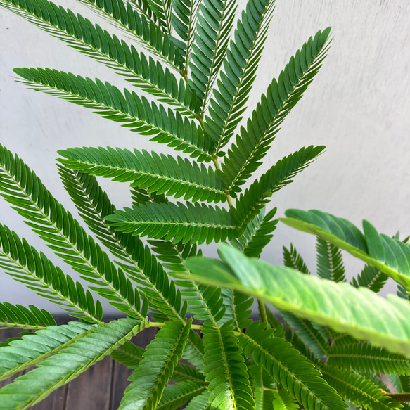 エバーフレッシュ＊オシャレな陶器鉢＊ネムの木＊観葉植物＊ナチュラル