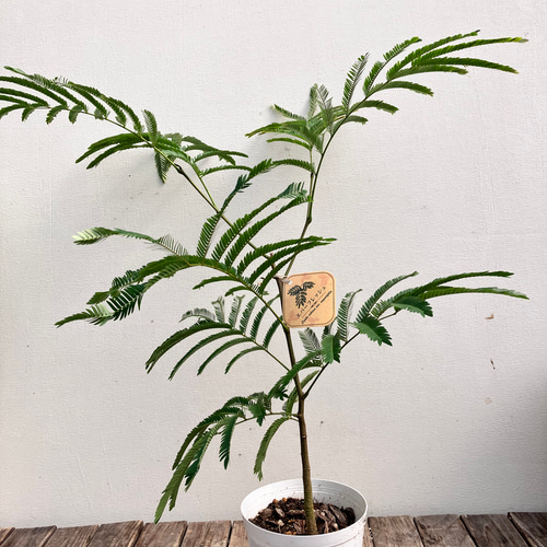 エバーフレッシュ＊オシャレな陶器鉢＊ネムの木＊観葉植物＊ナチュラル