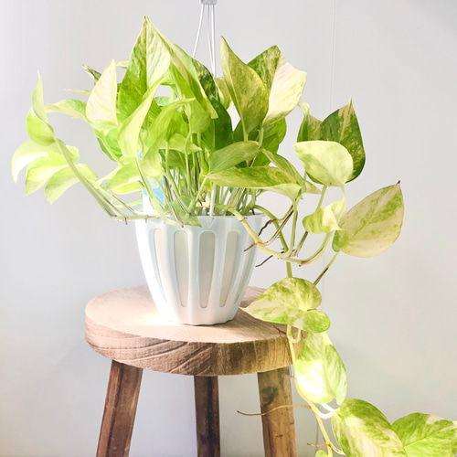 10/27撮影#859 希少 ポトス テルノロビン (登録品種) 吊り下げ その他