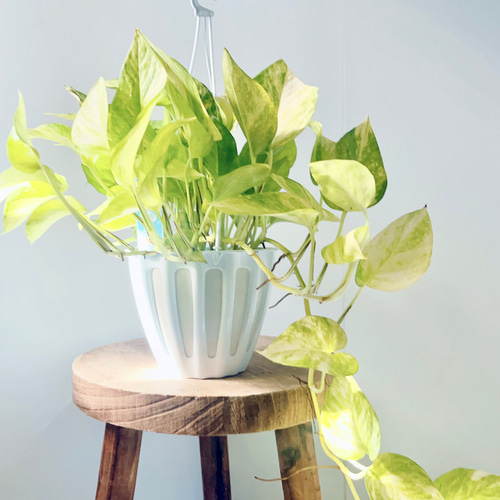 【希少品種】ポトス テルノハピネス No.27 希少品種】ポトス テルノハピネス No.27