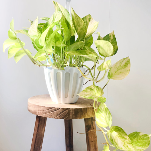 10/27撮影#859 希少 ポトス テルノロビン (登録品種) 吊り下げ その他