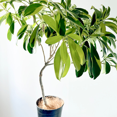 230 希少 ファグラエア ベルテロアナ バリエガータ 観葉植物