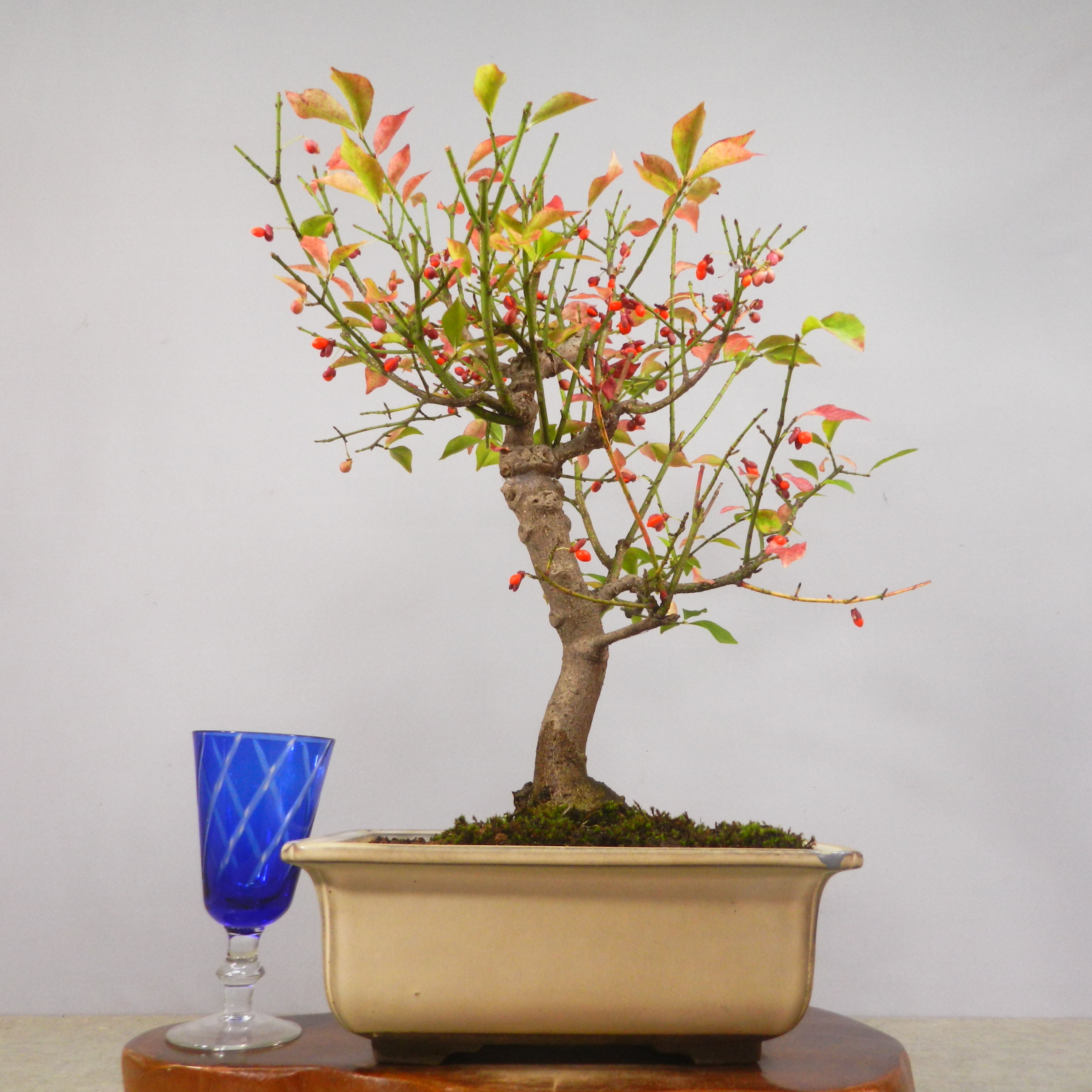 古*謡様 【一起園芸】真柏・中品盆栽◆人気盆栽樹・形良好な一品です◆ 一起園芸】真柏・小品盆栽・16◇形良好・成長が楽しみな一品です