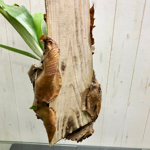 Platyceriun ビカクシダ 板付 その他インテリア雑貨 PLANTS SHOP OLIVE