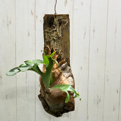 【板付け株】8品種セット/ビカクシダ bikakusida_eyecatch_1230x820-